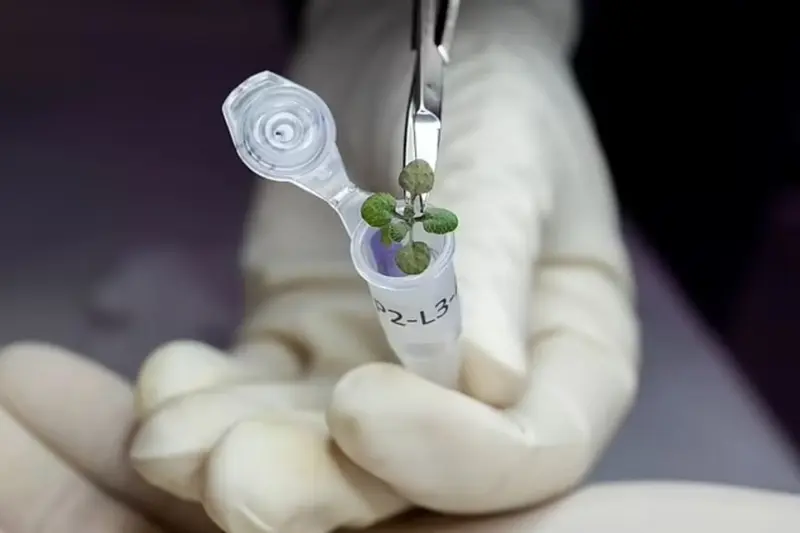 NASA astronauts will grow plants on the Moon. Which ones?
