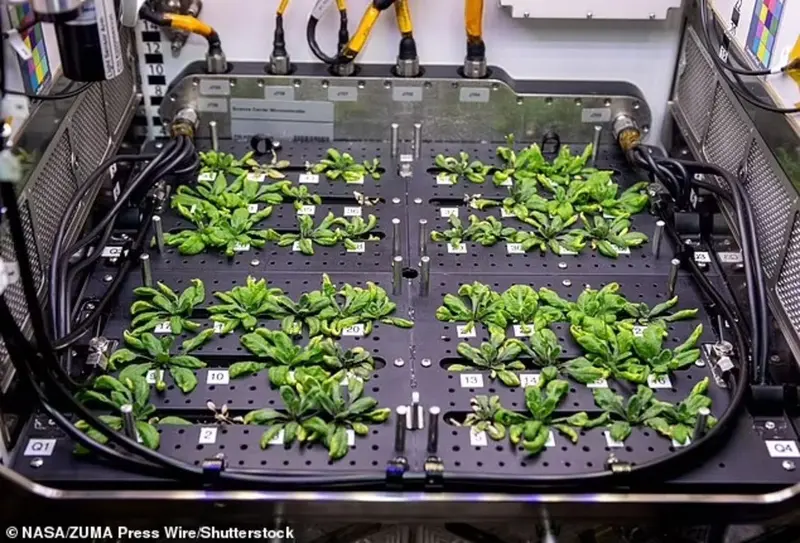 NASA astronauts will grow plants on the Moon. Which ones?