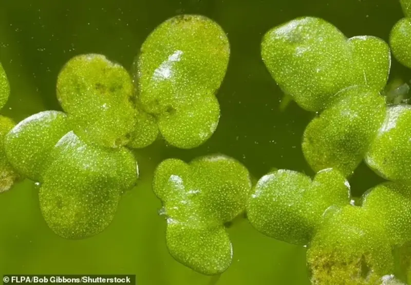 NASA astronauts will grow plants on the Moon. Which ones?