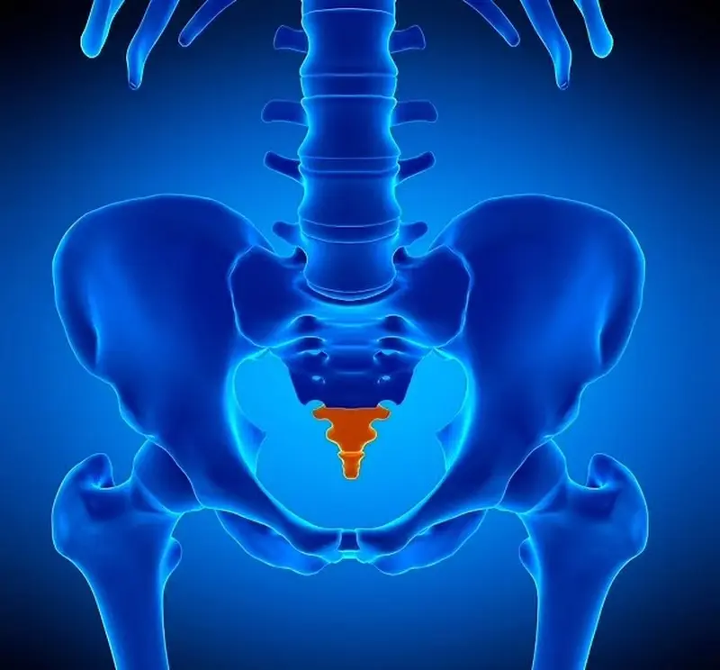 Why Humans Lost Their Tails: The Secrets of DNA