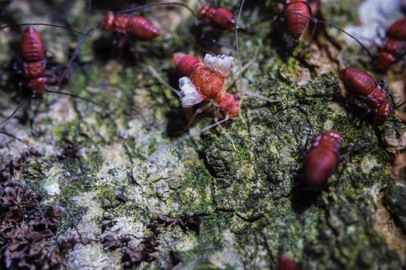 Tiny creatures that rule the world: Earth's arthropods weigh more than all humans and livestock combined.