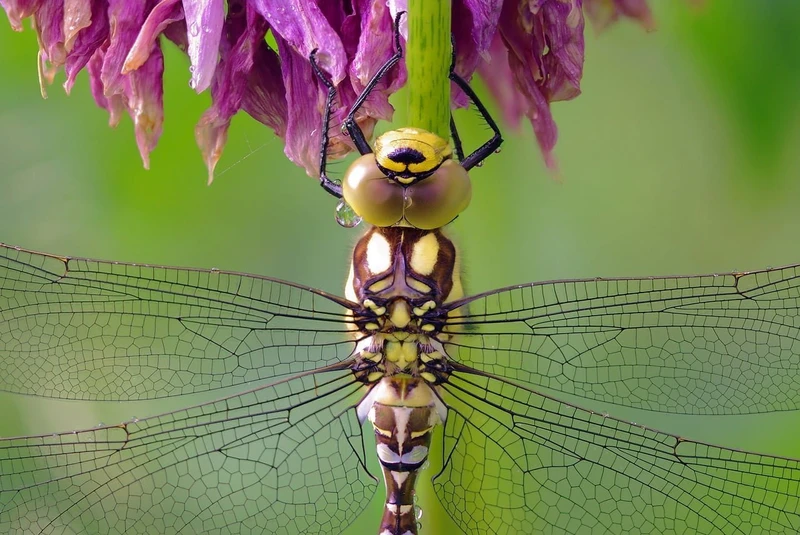 Dragonfly wings inspire innovative developments.