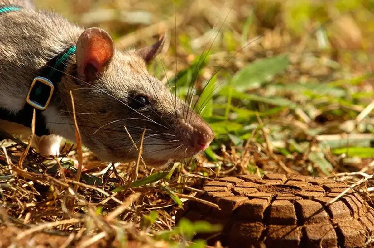 Military animals: spies, sappers, fighters, and kamikazes.