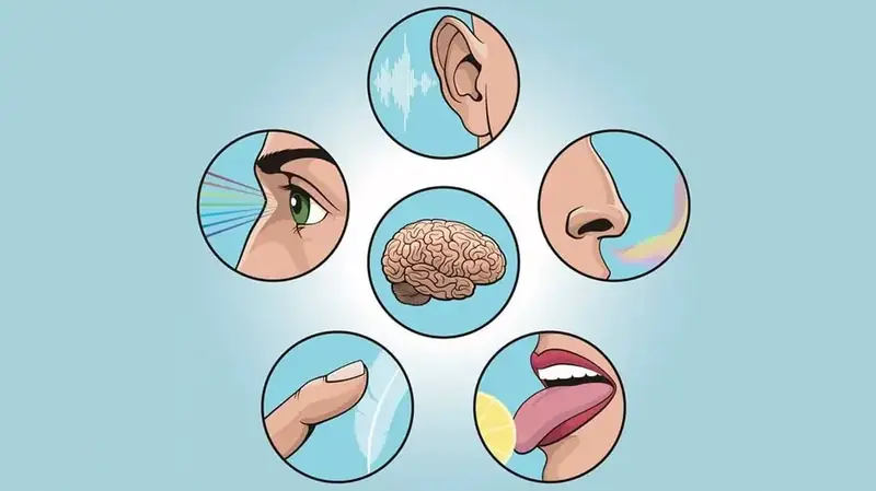 The Aristotle Error: We don't have just five senses, but many more.