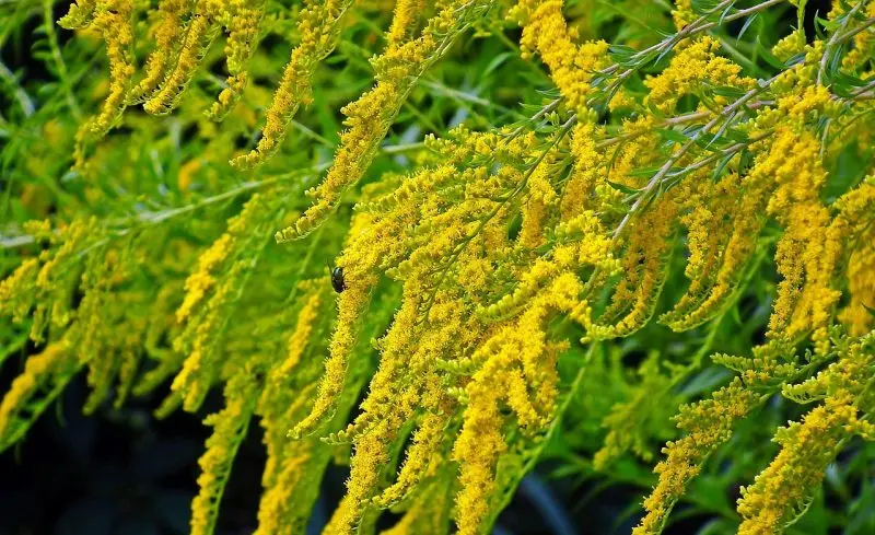 goldenrod, solidago, flowers, beautiful flowers, flower background, yellow flowers, flower wallpaper, nature
