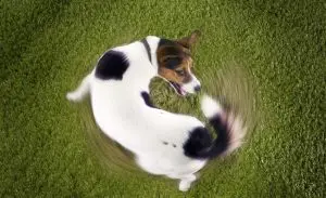 dog chase its tail