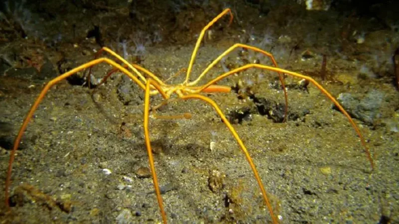 Giant spiders have been spotted in swarms on the ocean floor near Antarctica.
