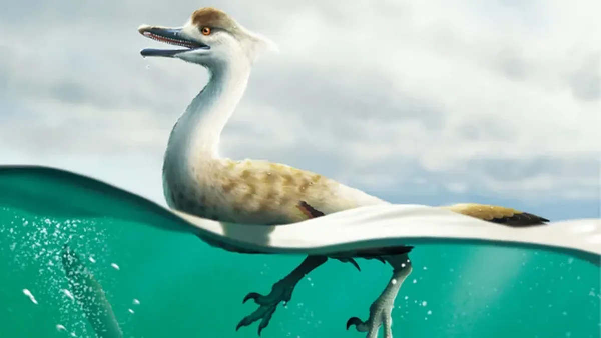 Natovenator-polydontus