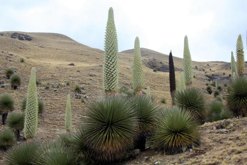 Puya raimondii