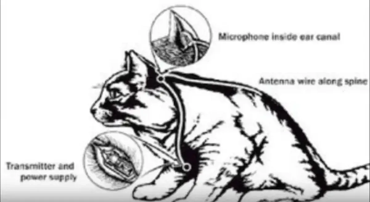 Military animals: spies, sappers, fighters, and kamikazes.