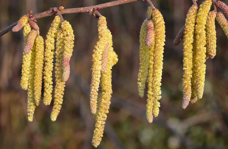 Climate change and seasonal allergies