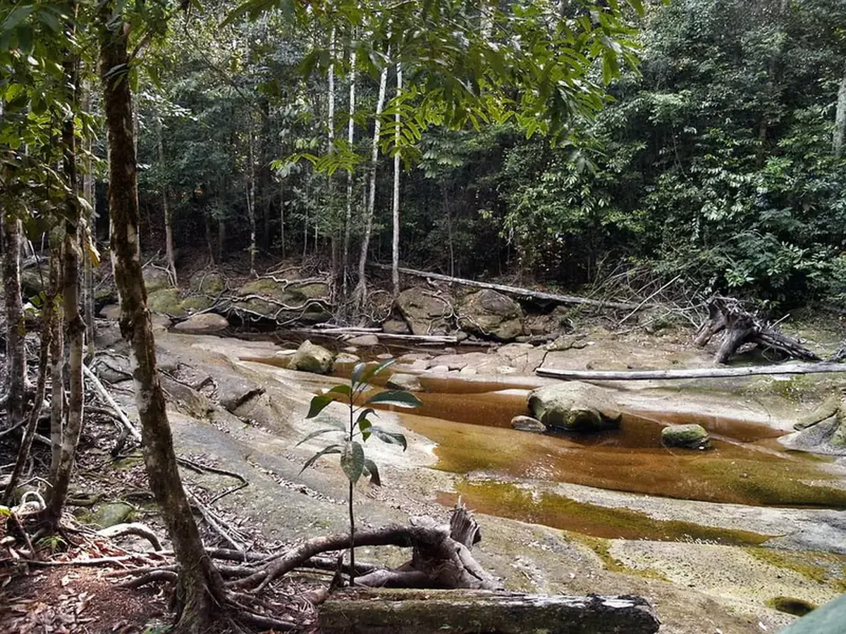 The drought in the Amazon has revealed faces carved into the rocks.
