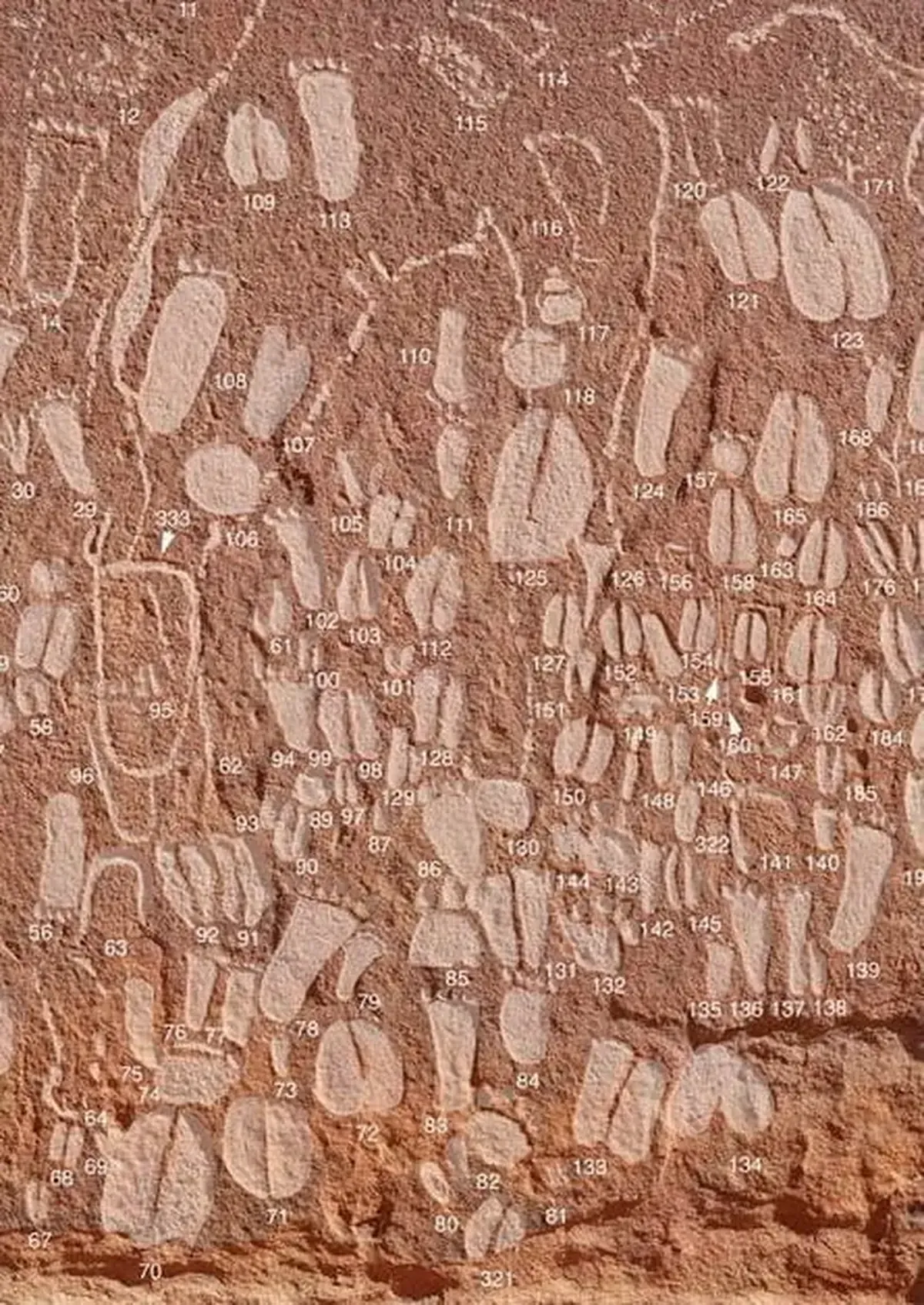 Zoological Painting: A Scientific Book from the Stone Age