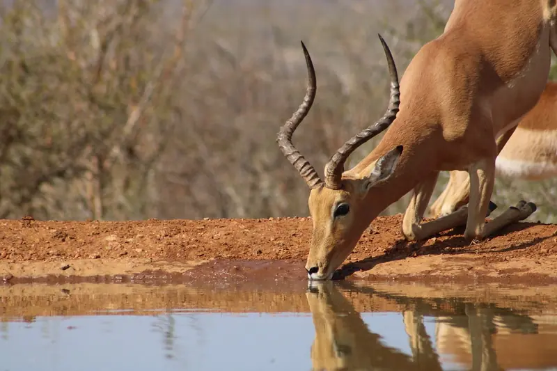 One in five species of migratory animals is at risk of extinction.