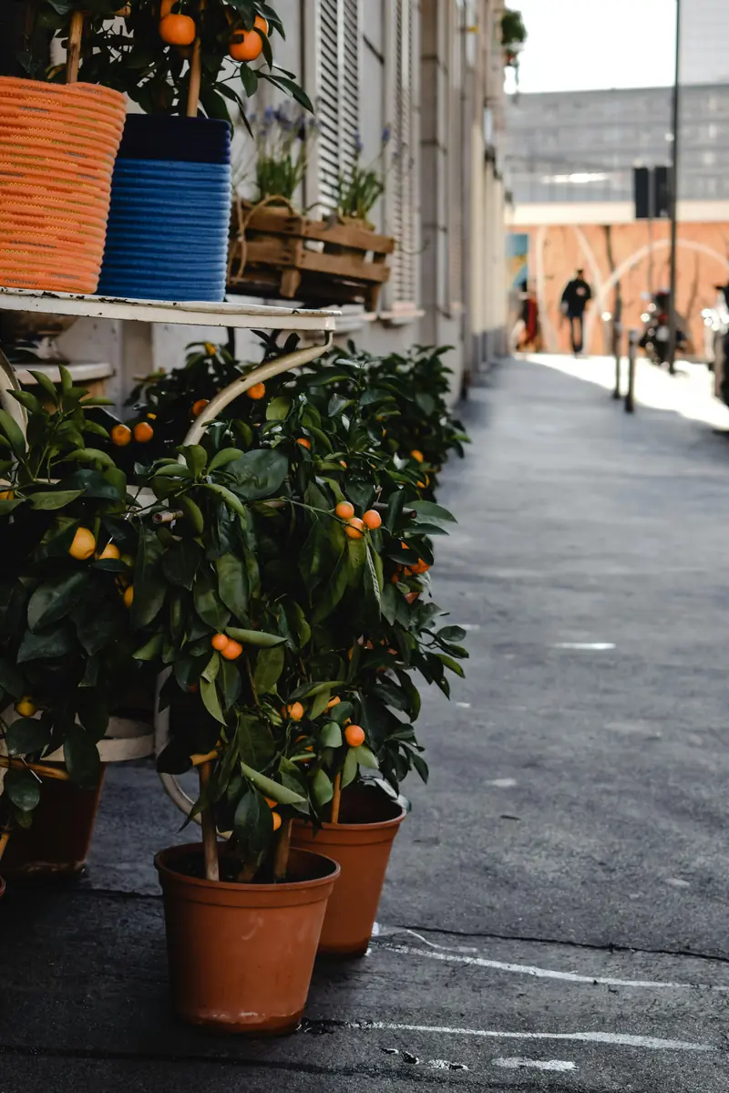 Orange: a protector against vitamin deficiency and anemia.