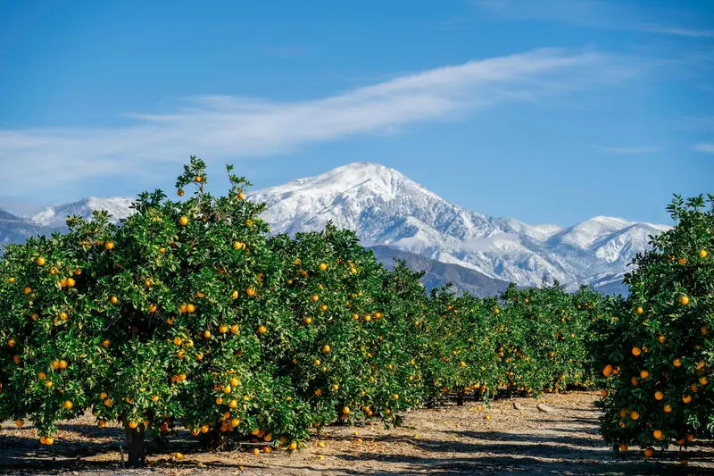 Orange: a protector against vitamin deficiency and anemia.