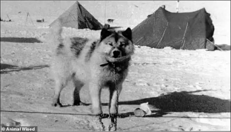 Lost in History: Amazing Dog Breeds That Have Disappeared Forever