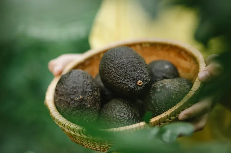 Secrets of Flavor: The Avocado Phenomenon