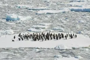 black and white penguins on ice field