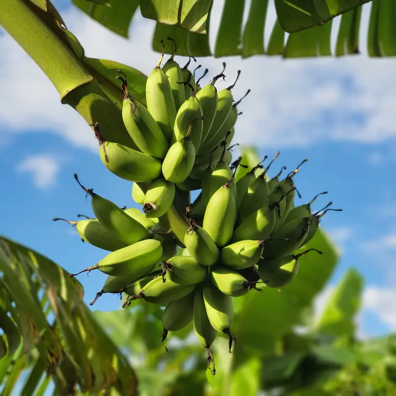 Bananas, oranges, and blackberries: the health benefits of fruits and berries depend on their ripeness.