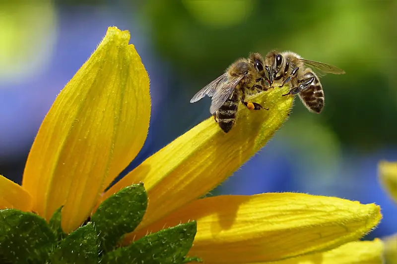 How many eyes does a bee have?