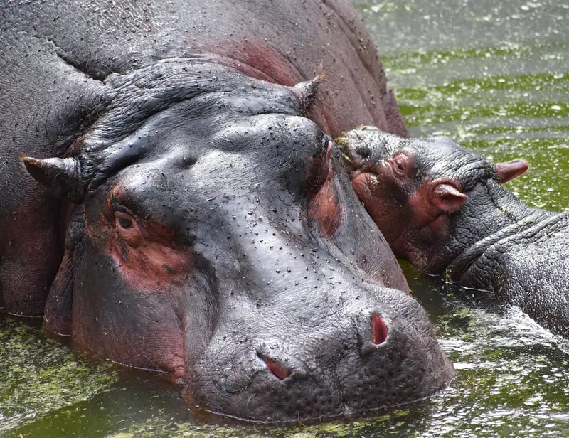 Hippos don't fly? Scientists claim otherwise.
