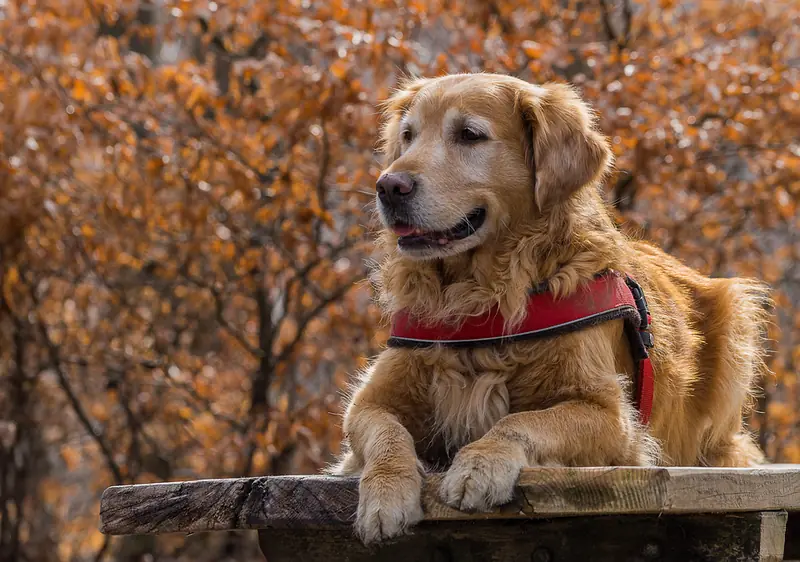 Small dog breeds live longer, but they age faster.