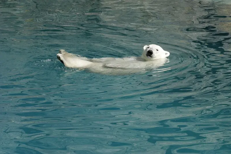 The secret to survival: thick fur protects polar bears from freezing.