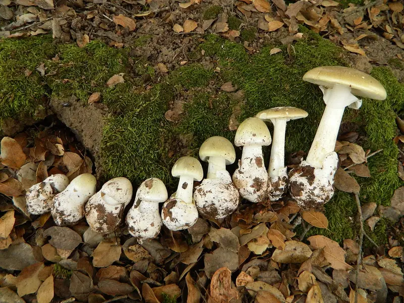 German biochemists have discovered the most bitter substance in the world.