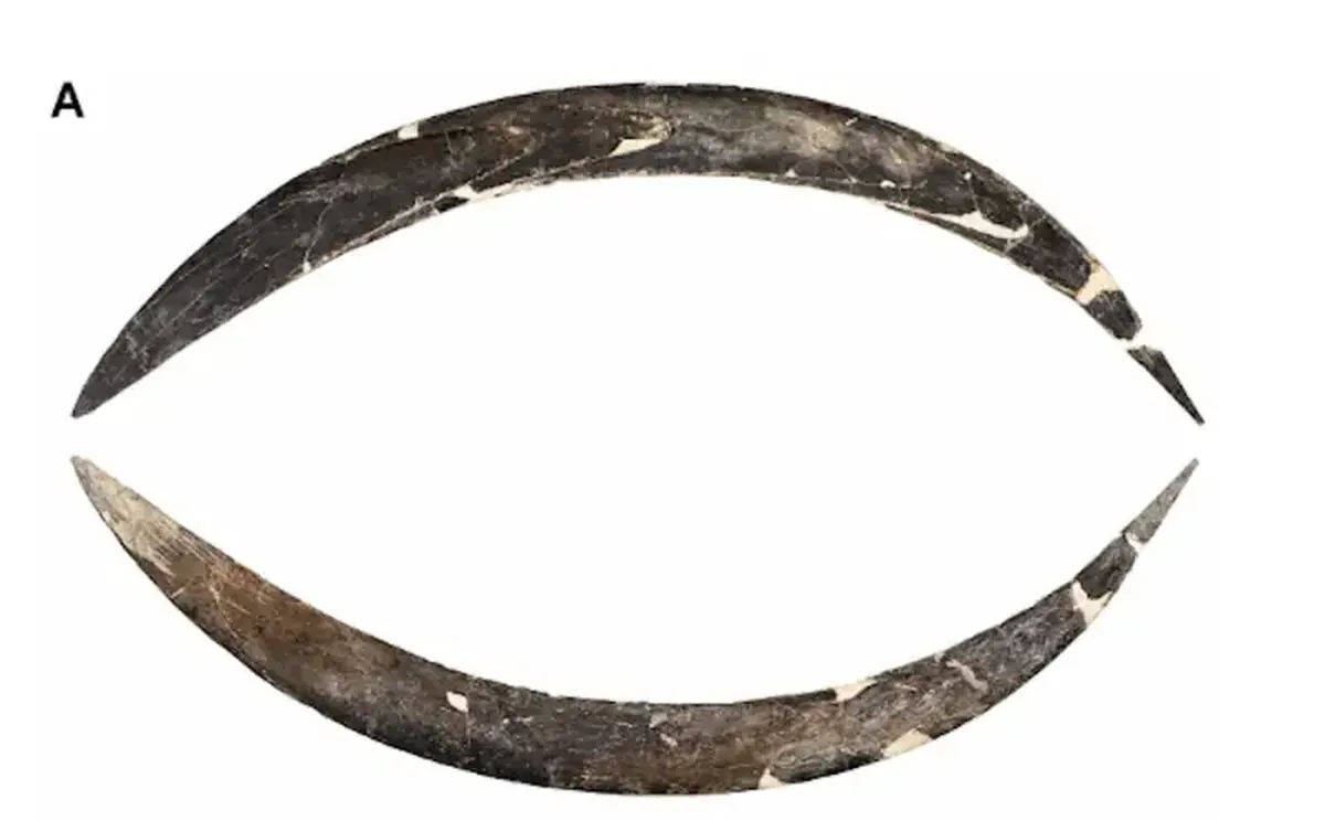 Made from mammoth tusk: the oldest boomerang in Europe has been found in Poland.