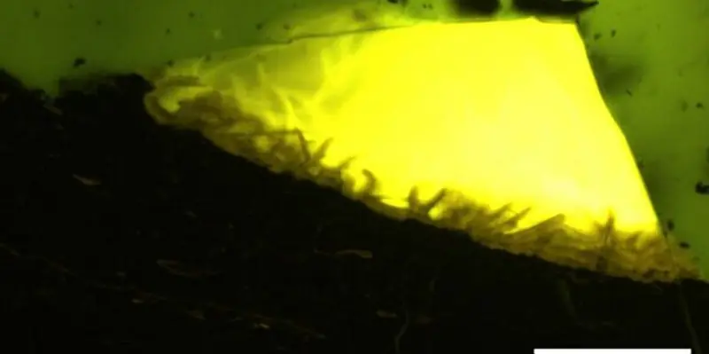 Ancient amber revealed the tropical past of Antarctica.