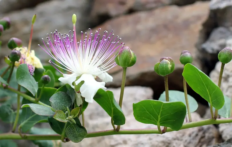 A tricky riddle: why are capers sold in narrow tiny jars?