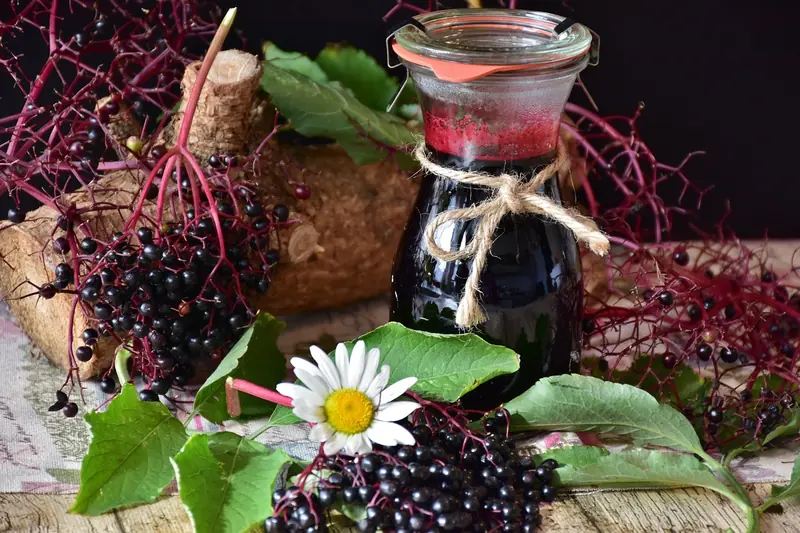 Elderberry juice is effective in combating obesity. The key lies in the anthocyanins.