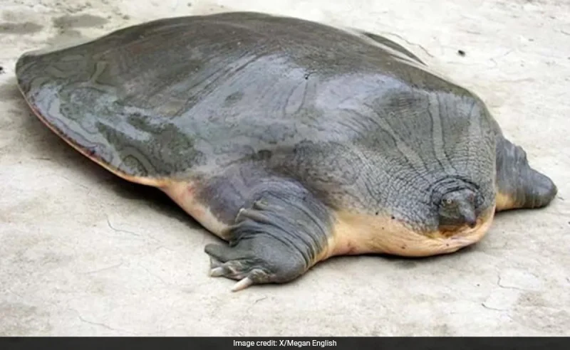 Cantor's turtle