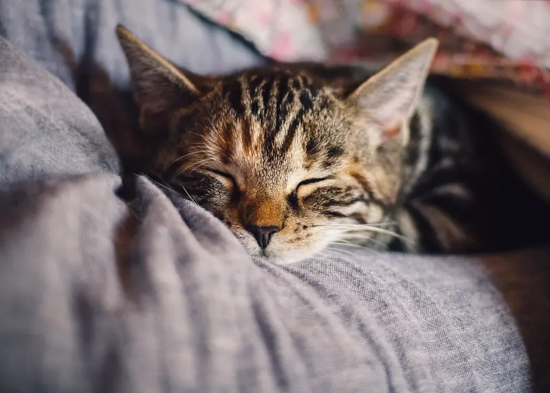 The duration of a person's sleep is linked to their genes.
