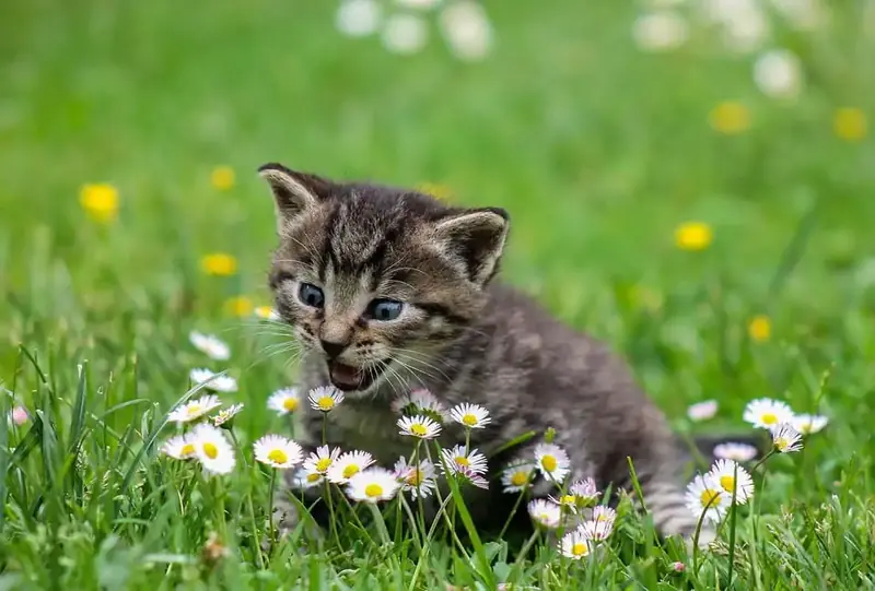 Vegan Cat: Is Veganism Beneficial for Animals?