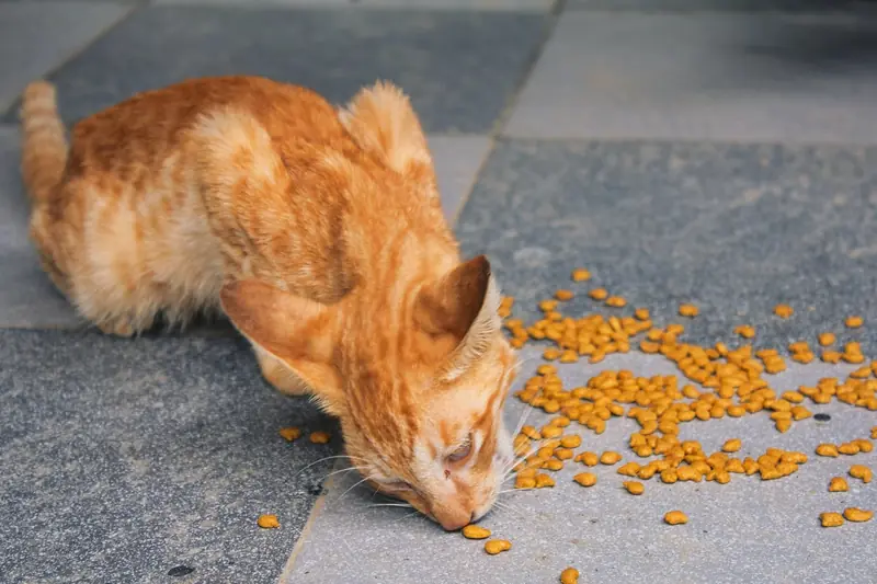 Vegan Cat: Is Veganism Beneficial for Animals?