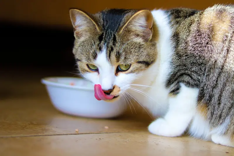 Vegan Cat: Is Veganism Beneficial for Animals?