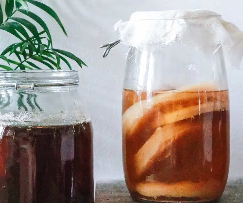 Jellyfish in a Jar: The Benefits and Harms of Kombucha