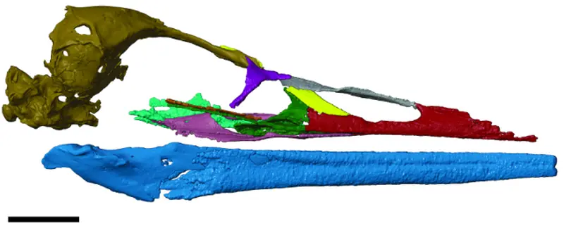 All modern birds originate from Antarctica, as confirmed by a rare discovery.