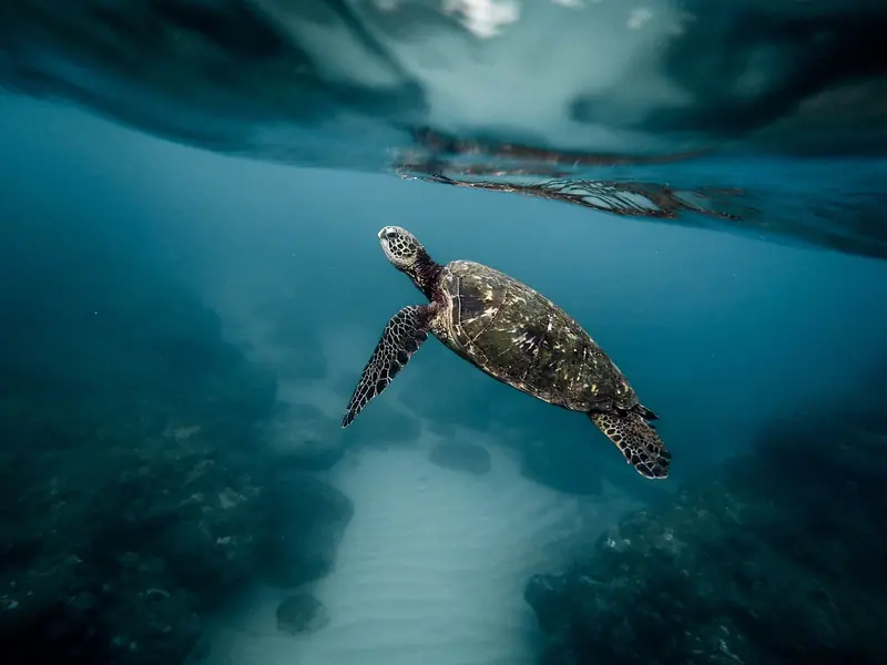 One in five species of migratory animals is at risk of extinction.