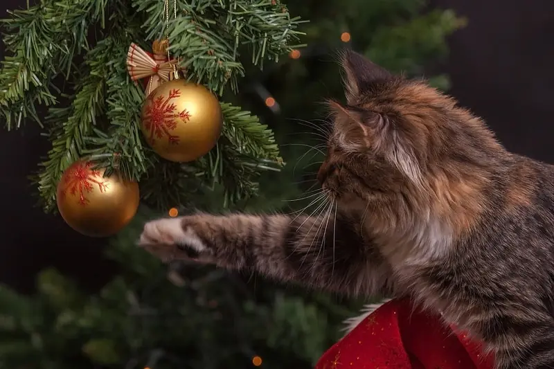 What dangers does a Christmas tree pose to your cat: veterinarians explain.