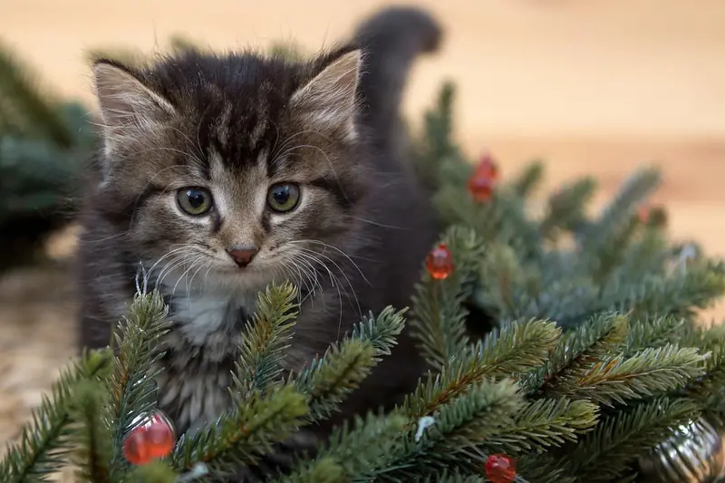 What dangers does a Christmas tree pose to your cat: veterinarians explain.