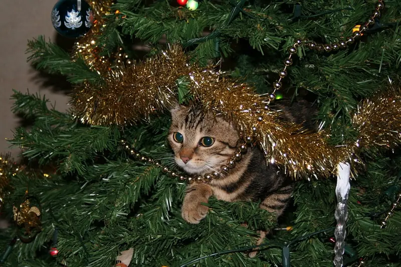 What dangers does a Christmas tree pose to your cat: veterinarians explain.