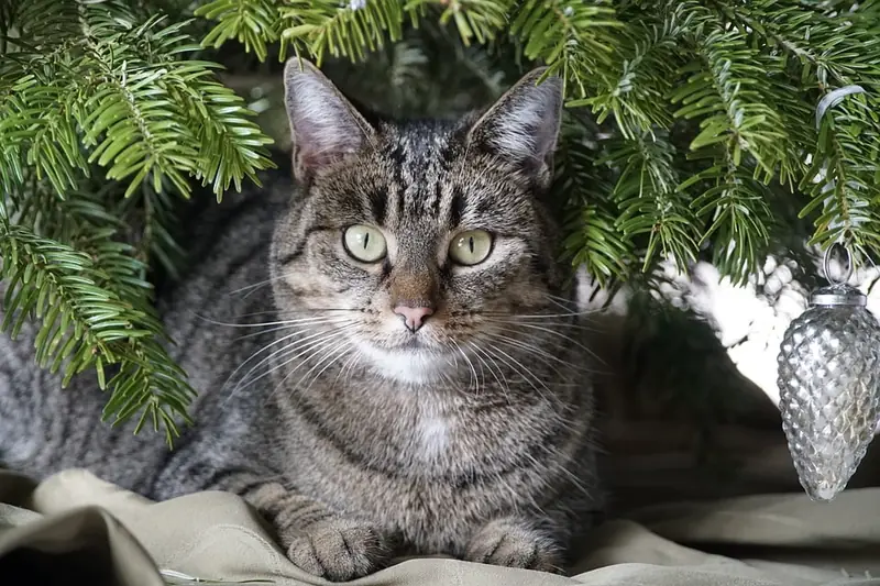 What dangers does a Christmas tree pose to your cat: veterinarians explain.