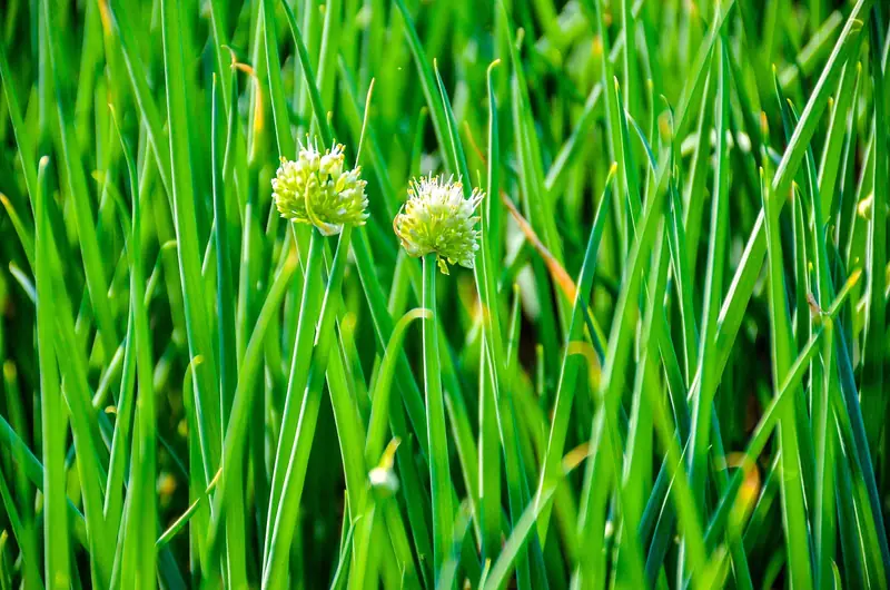 Green onions: the power of youth