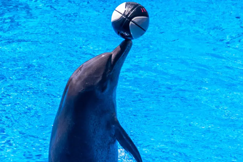 Dolphins, like humans, smile when they play.