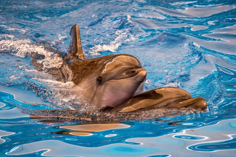 Dolphins, like humans, smile when they play.