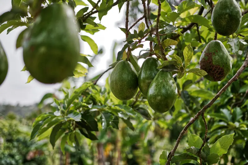 Secrets of Flavor: The Avocado Phenomenon