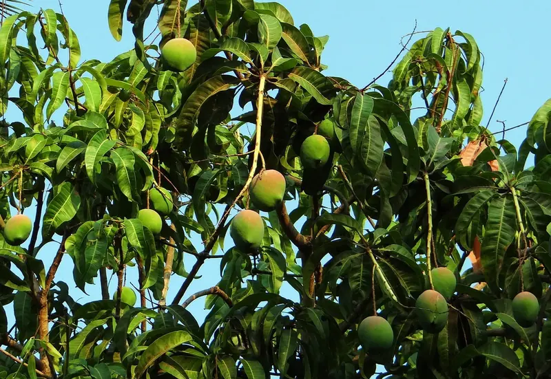 The Mysterious Stranger: The Benefits and Harms of Mangoes